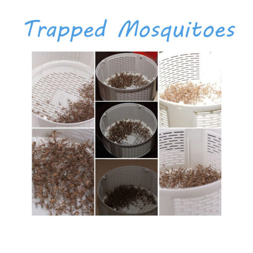 Συσκευή Εξολόθρευσης Κουνουπιών - Παγιδευμένα Κουνούπια